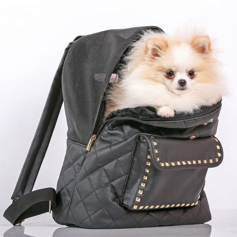 Backpack Dog Carrier - Black with Gold Studs – princeandprincessusa